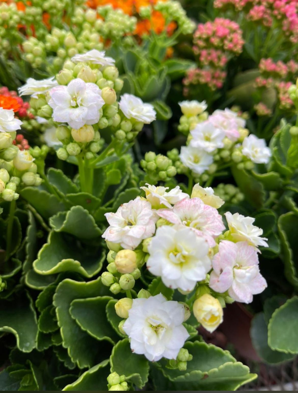 Kalanchoe Multicolor